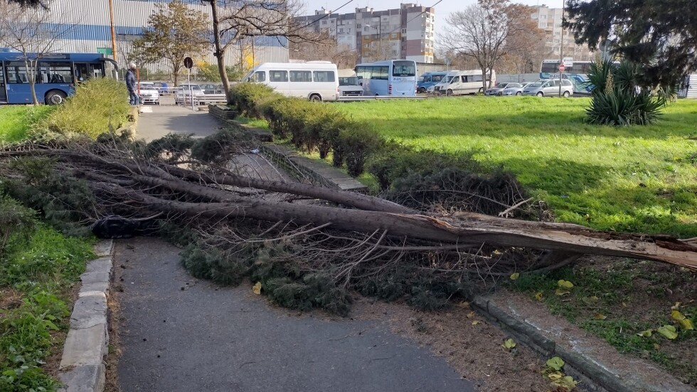 Десетки сигнали за паднали дървета заради силния вятър в Бургаско