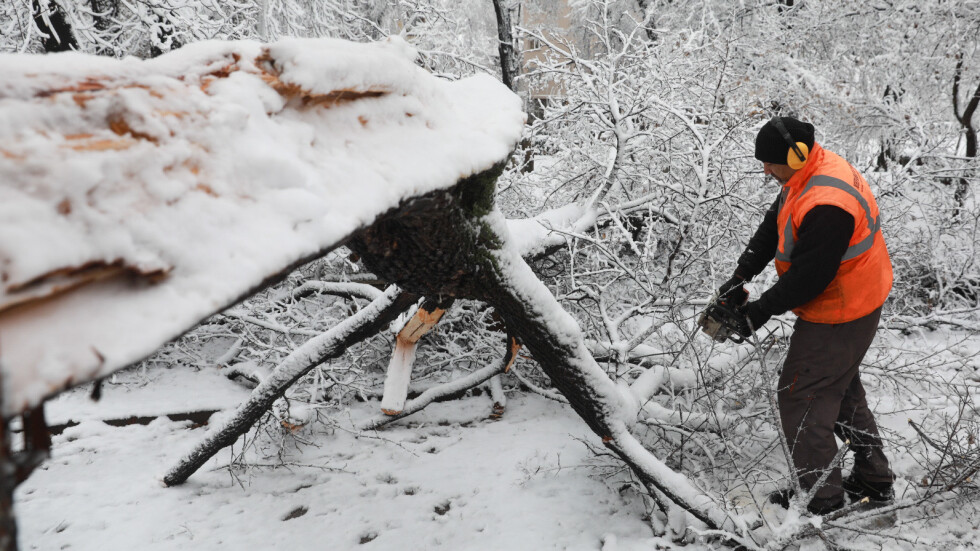 Множество сигнали за паднали дървета в София