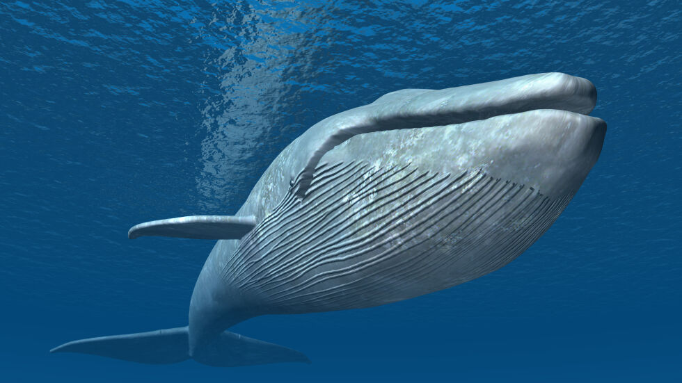 Китове поглъщат ежедневно по 10 милиона частици пластмаса