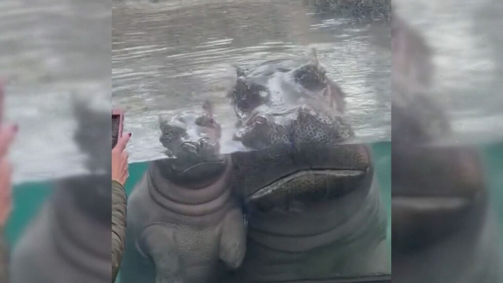 Майка и бебе хипопотам позираха за снимка през посетители в зоопарк