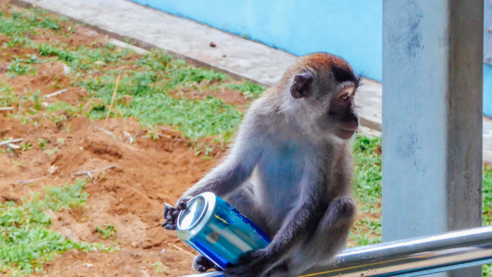 Маймуна с любов към чашката краде алкохол от магазини (ВИДЕО)