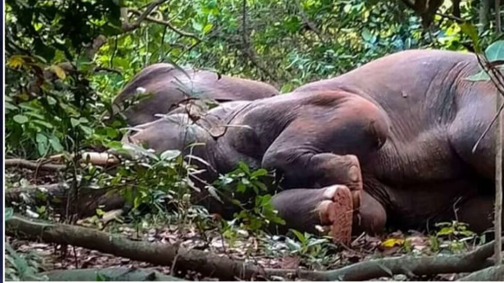 След като изпиха смес за алкохол: Събудиха пияни слонове с барабани