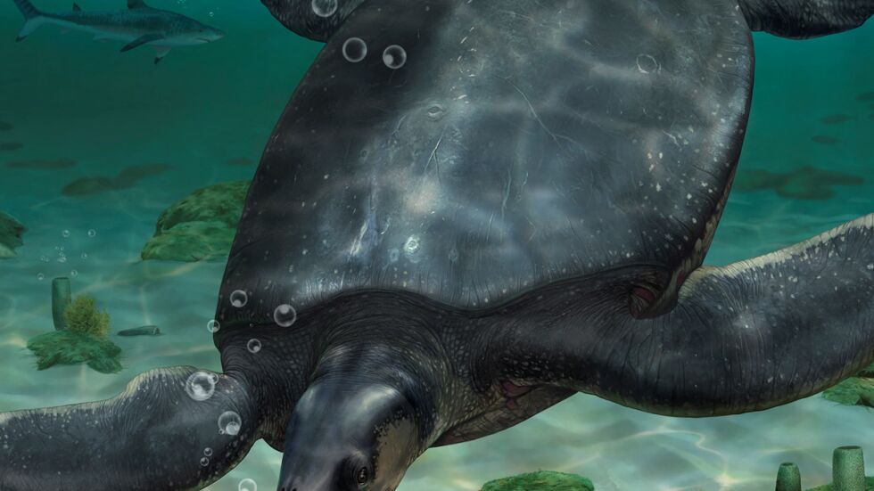 Откриха фосил на гигантска костенурка от епохата на динозаврите 