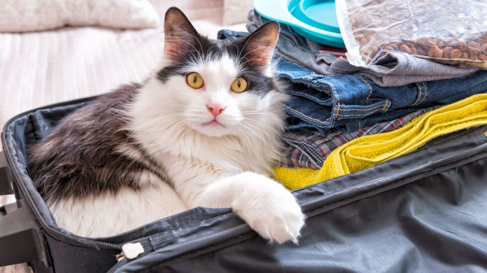 Странен багаж на летище: Намериха котка, която сама се е скрила в куфара на непознат