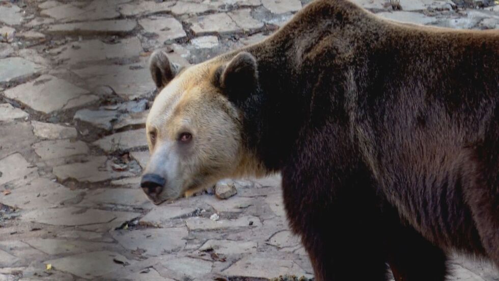 13-годишна мечка от зоопарка в Стара Загора се готви за втория си зимен сън