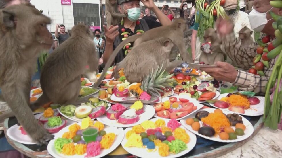Царско угощение: Маймуни в Тайланд получиха тонове лакомства 