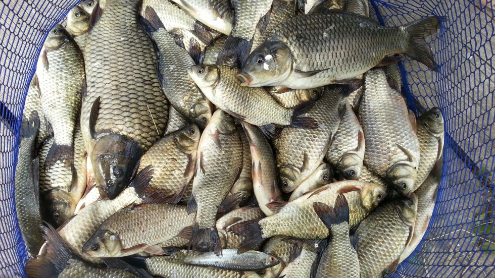 Масови проверки преди Никулден: Каква е цената на рибата в Бургас?