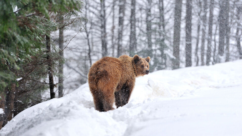 Среща отблизо: Разказ на мъжа, озовал сe на метри от мечка край Пампорово (ВИДЕО)