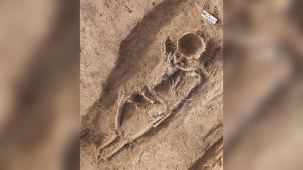 “Обичали са се преди 1000 г. в дворец на императори“: Защо скелет на жена е без лице?
