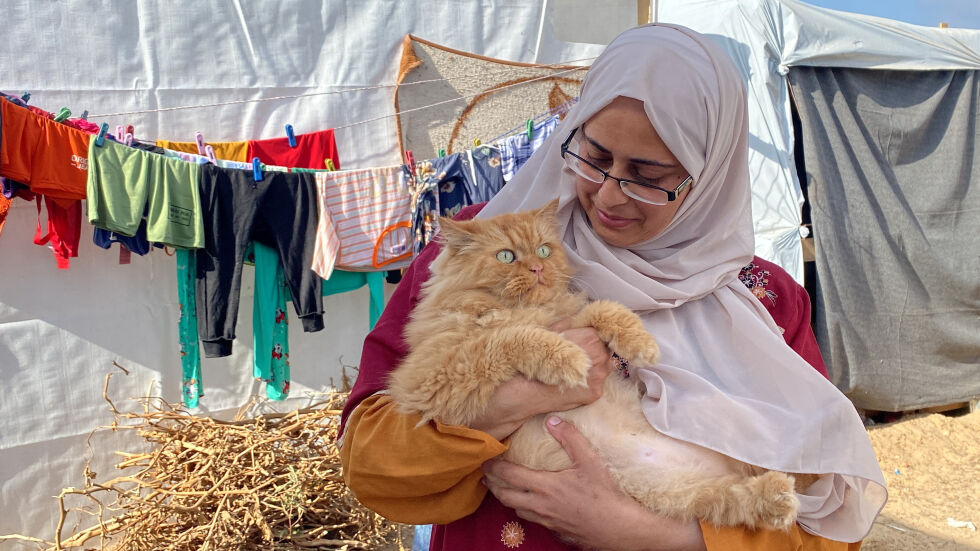Симсим, Брауни и Лиза: Три спасени котки забавляват децата в южната част на Газа (ВИДЕО и СНИМКИ)