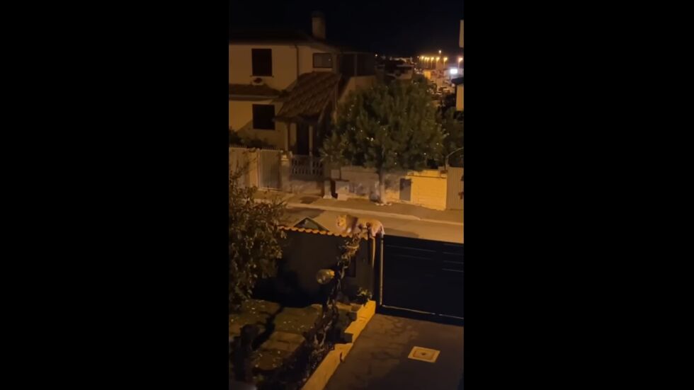 Лъв избяга от цирк в Италия: Oбикалял е из крайбрежен град (ВИДЕО)