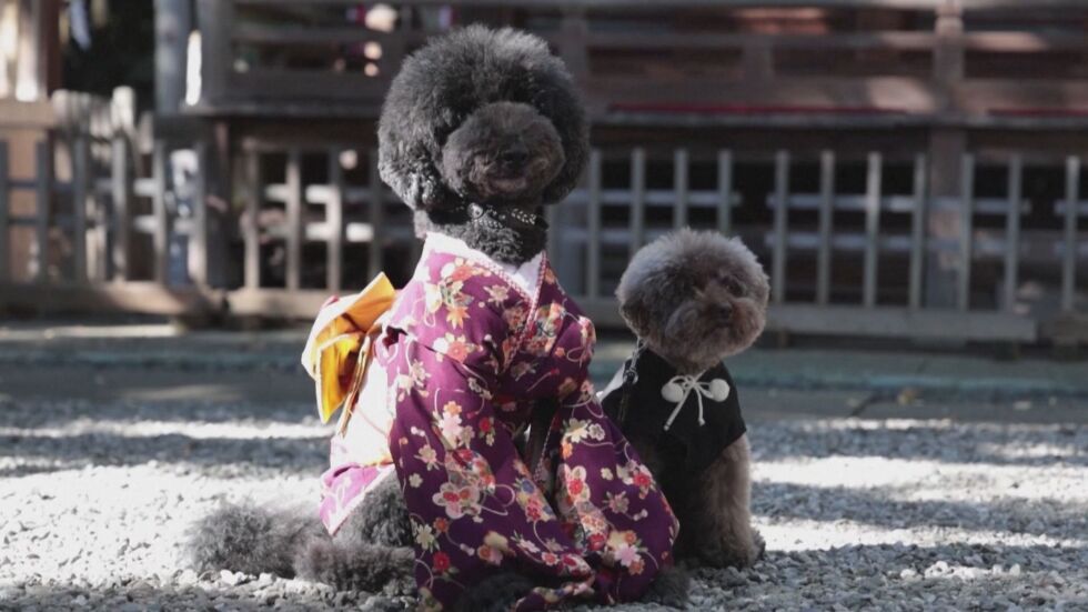 Кучета и котки с кимона: Животните се включиха в традиционен празник за деца 
