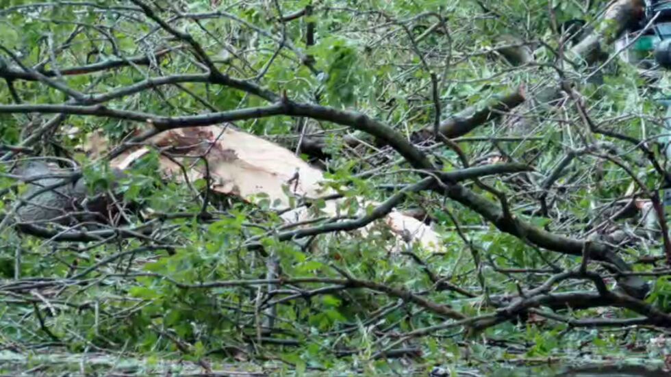 Трагичен инцидент и във Варна: Дърво падна и уби жена