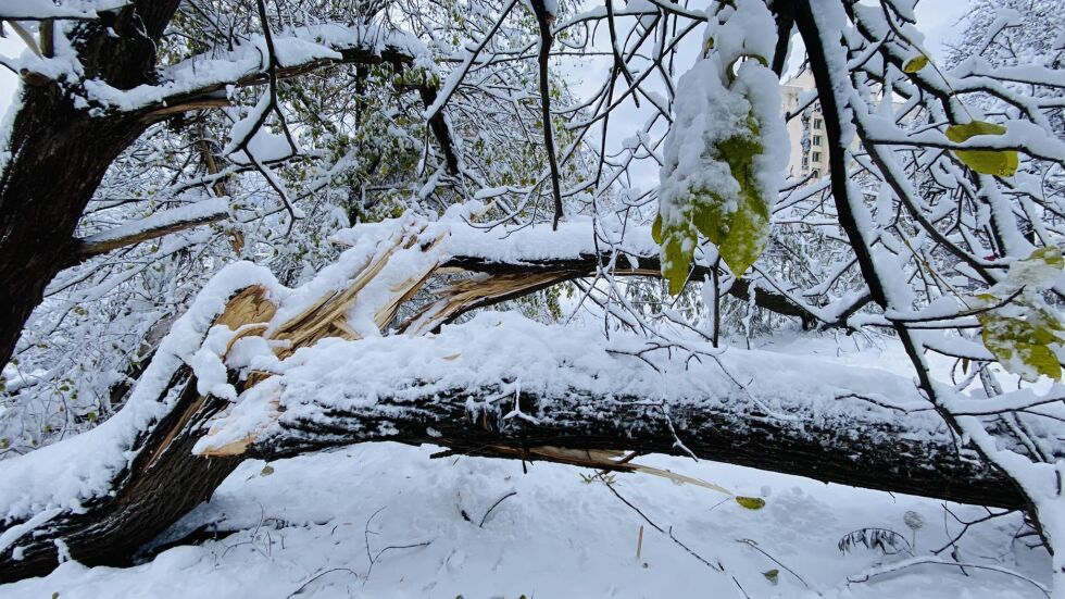 Десетки паднали дървета в Южния парк в София, някои от тях блокират основни алеи (СНИМКИ)