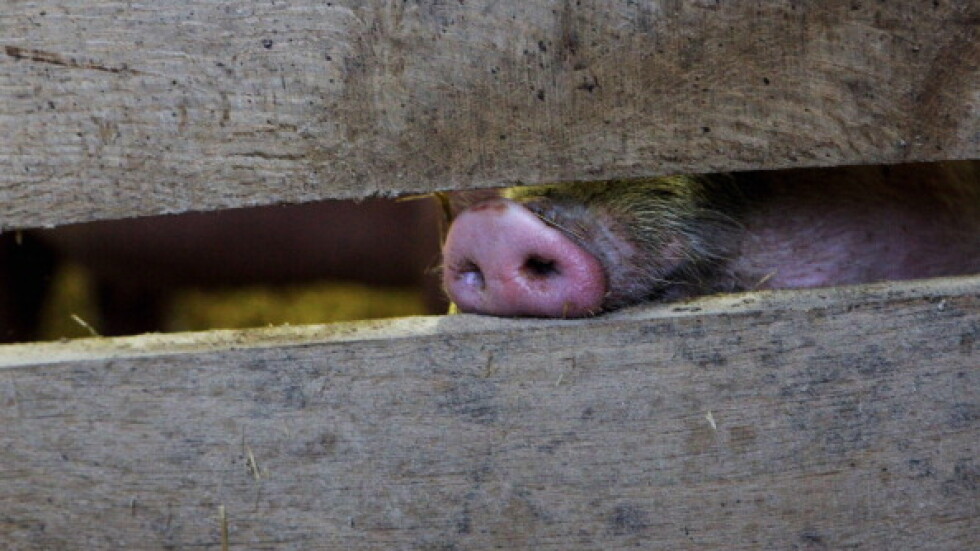 Обявиха бедствено положение и в Разград заради чумата по свинете