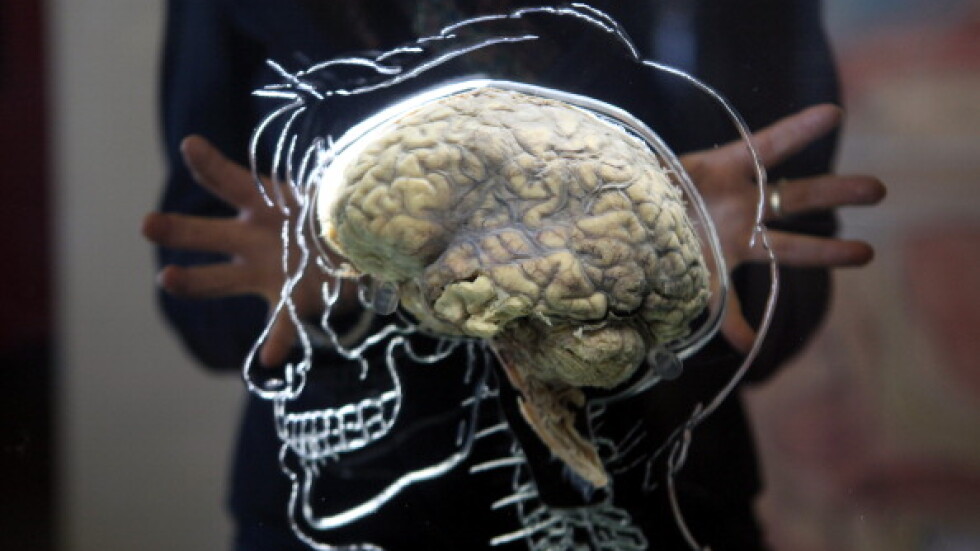 Мозъкът на човека непрекъснато се обновявa