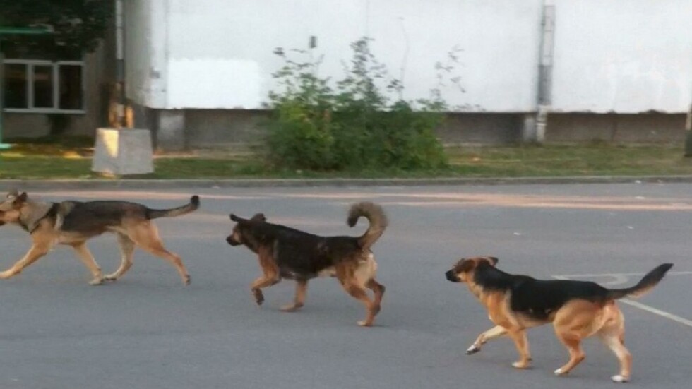 Пловдивски квартал се страхува от глутница агресивни бездомни кучета