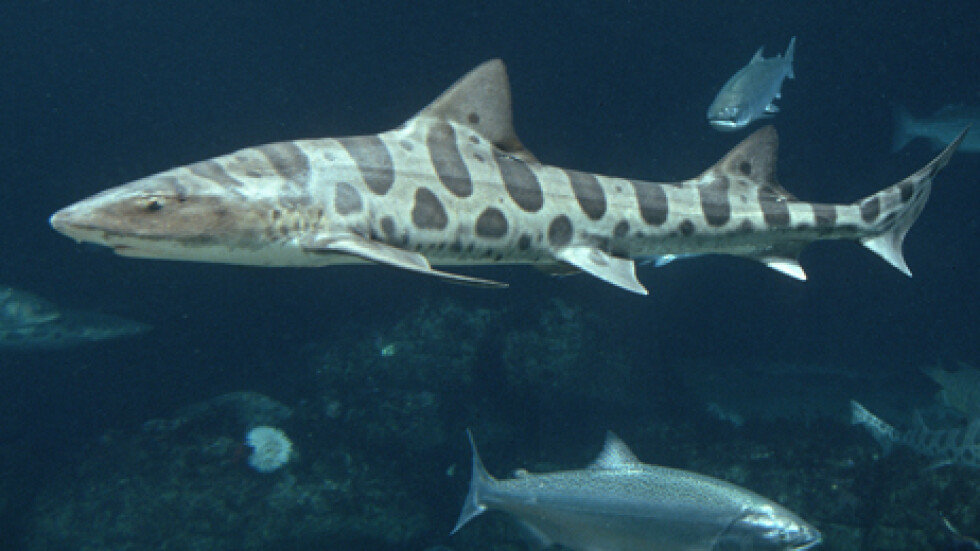 Леопардова акула се приземи върху голф-игрище
