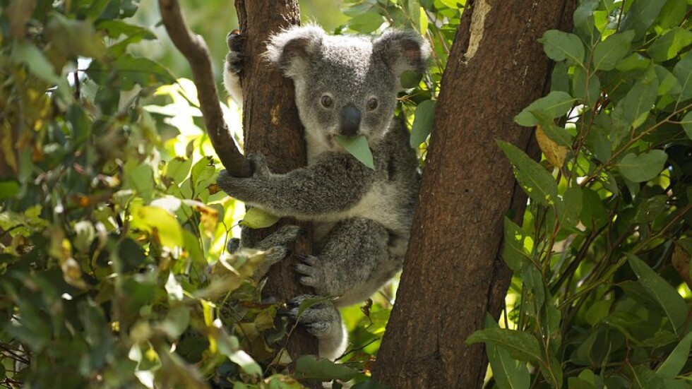 Австралия включи коалата в списъка със застрашени видове