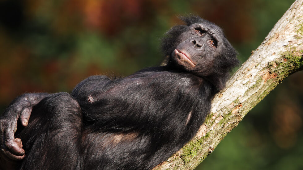 4 съвета, които можем да научим от най-сексуалните маймуни