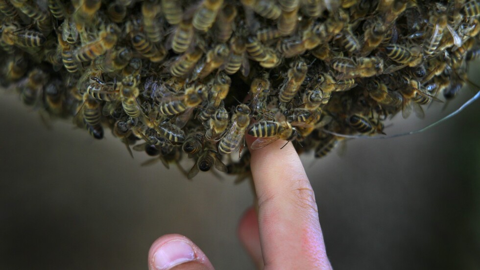Диви пчели нажилиха мъж 1000 пъти в Аризона