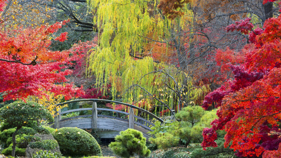 6 причини да посетите Япония през есента 