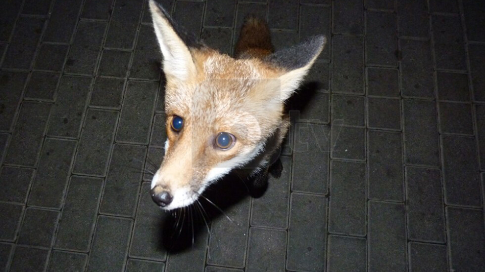 Да нахраниш лисица… с кюфтета: Какво не трябва да ядат дивите животни?