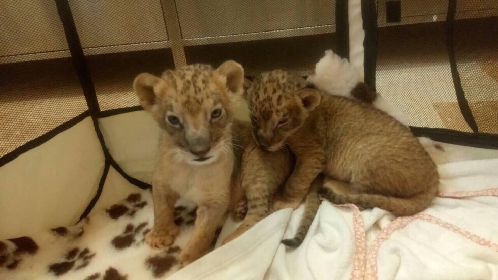 Ранените лъвчета от зоопарка в Разград оцеляха, но няма къде да отидат