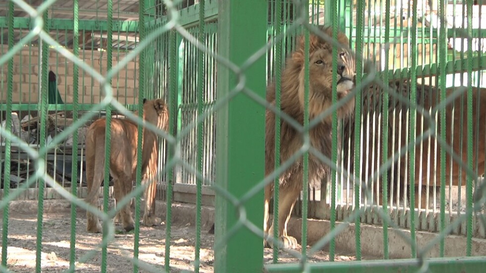 Зоопаркът в Разград не би трябвало да работи