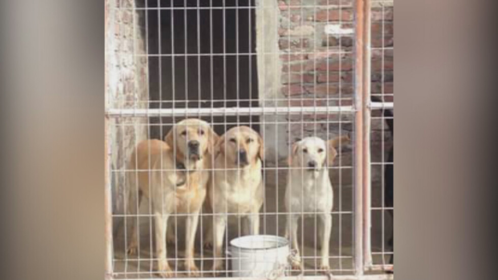 Търговия с кучета: Нови сигнали за нерегламентиран развъдник
