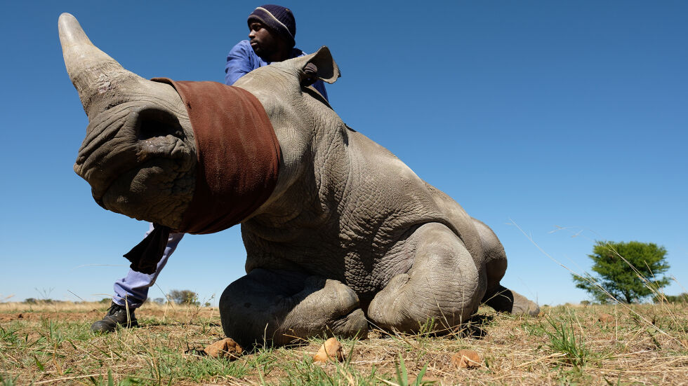 Зад контрабандата на рога от носорог