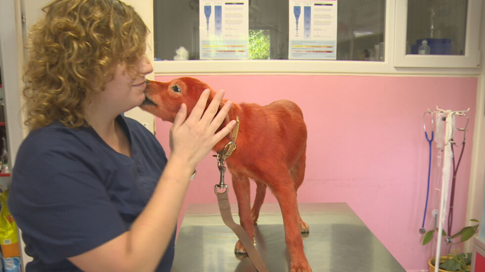 Запознайте се с Реди – червеното куче, което трогна социалните мрежи