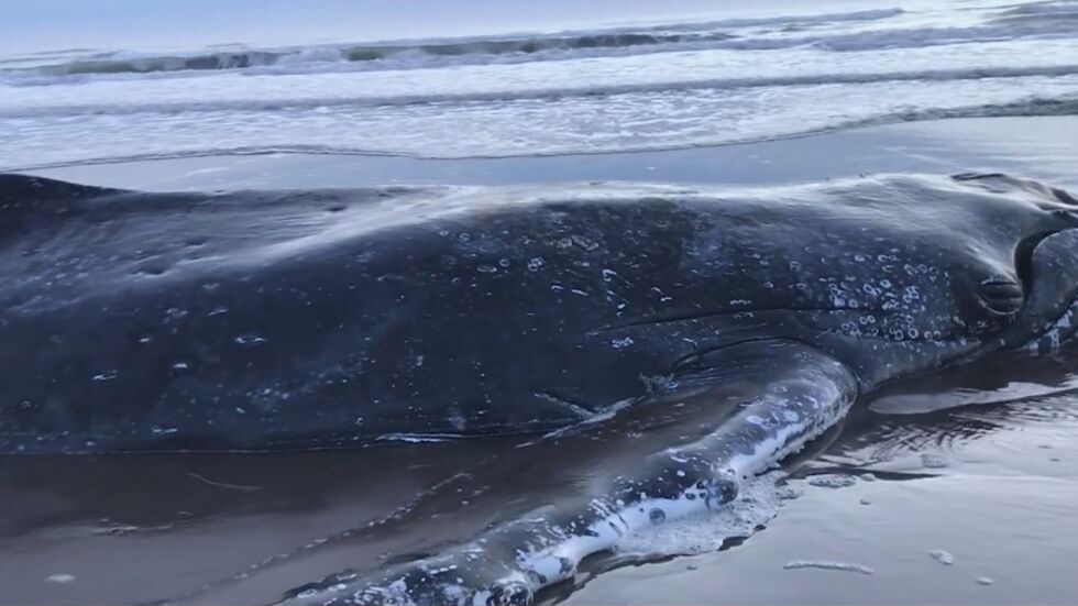 Спасителна акция: Върнаха кит в океана след 28-часово засядане на сушата