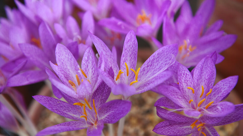 Вижте 5 от най-скъпи цветя в света