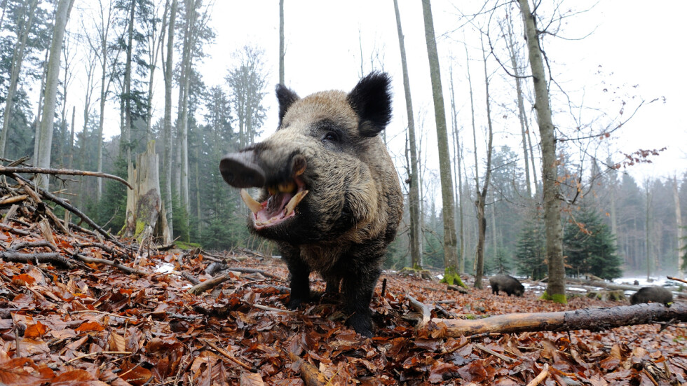Откриват ловния сезон на диви свине