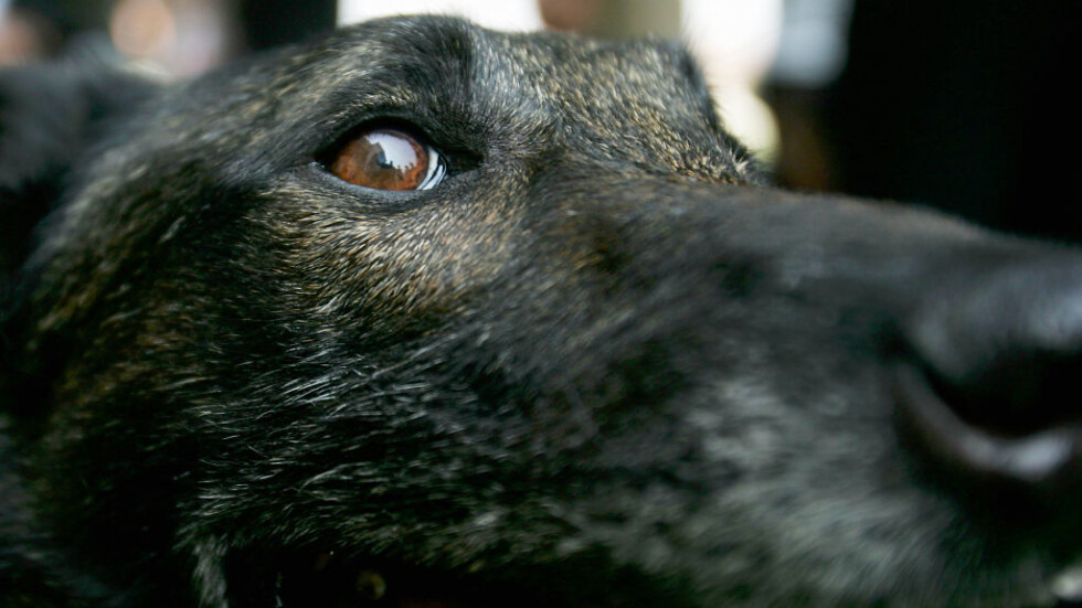 Контрабанда на животни: Милиони кучета се продават нелегално в Европа всяка година