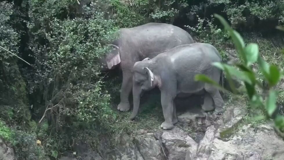 Фатален инцидент с шест слона в Тайланд