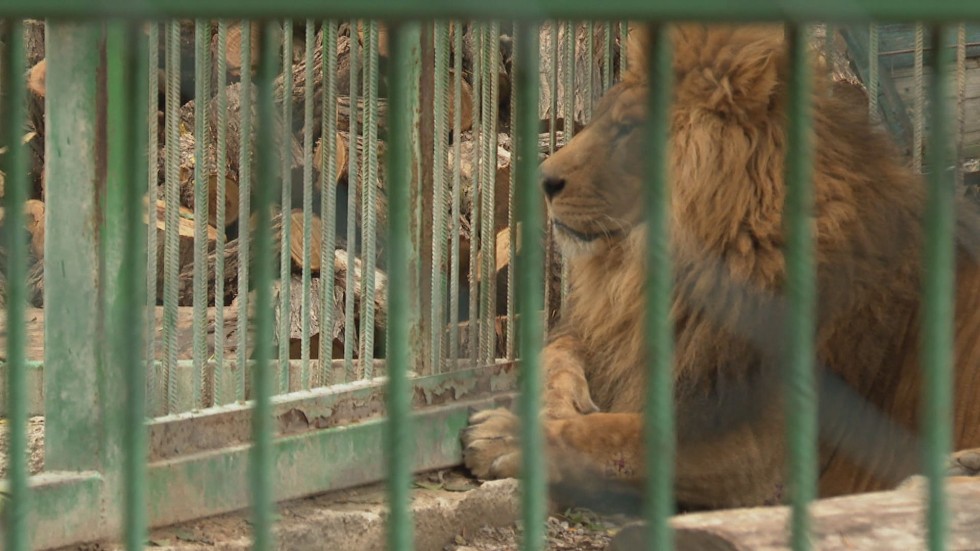 Хора от Разград търсят съдействие заради лъва в местния зоокът