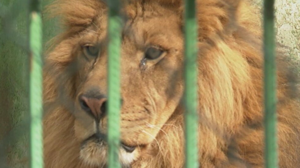 Експерт: Няколко зоопарка трябва да бъдат затворени заради липса на лиценз