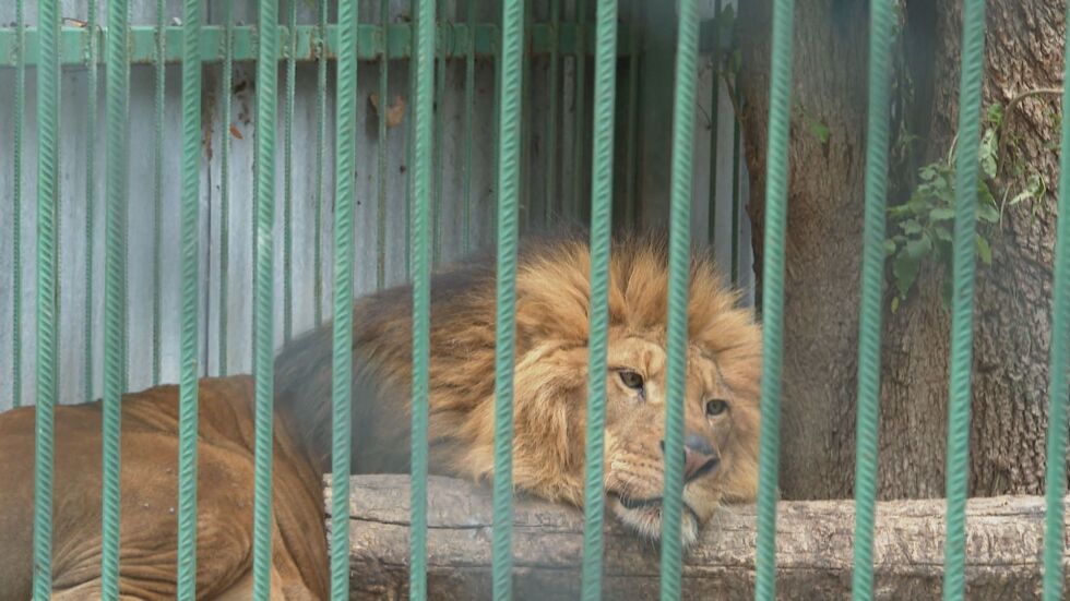 МОСВ: Зоопаркът в Разград изпълнява изискванията за отглеждане на лъвове