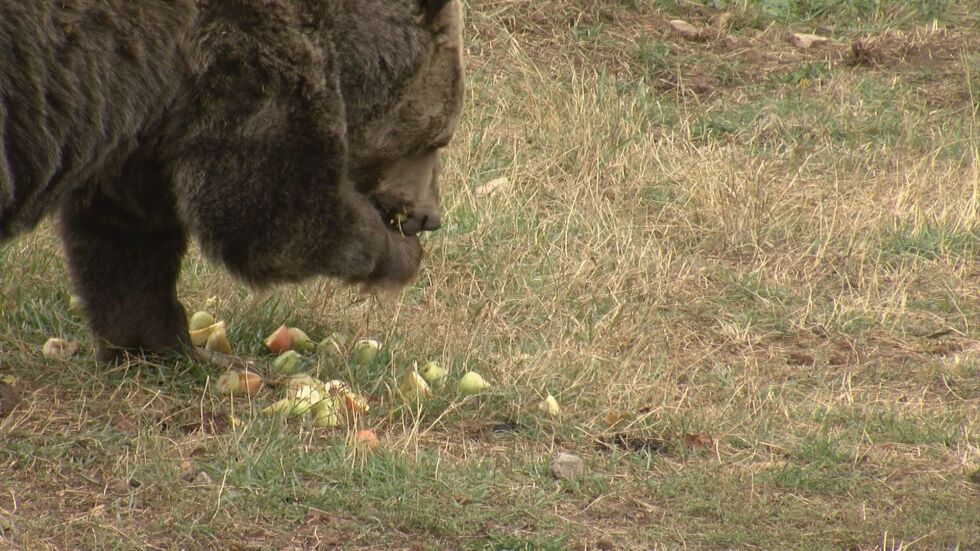 "Вярваме в доброто": Младоженци дариха 150 кг ябълки за мечките в Белица