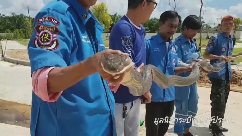 Кралска кобра в мола: 4-метрова змия изплаши посетителите на търговски център в Тайланд