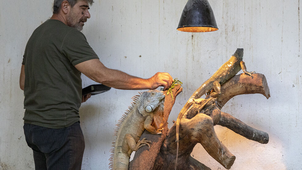 Свалиха еднометрова игуана от липа в Стара Загора 