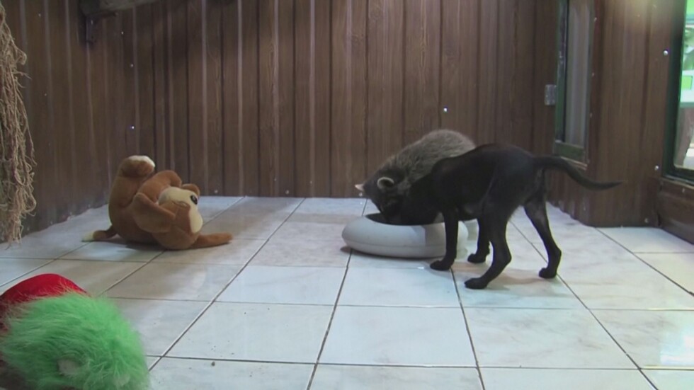 Необичайно приятелство между бебе миеща мечка и кученце