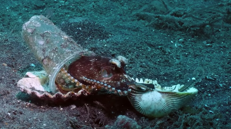 Водолази спасиха октопод, който използва пластмасова чашка за свой дом (ВИДЕО)