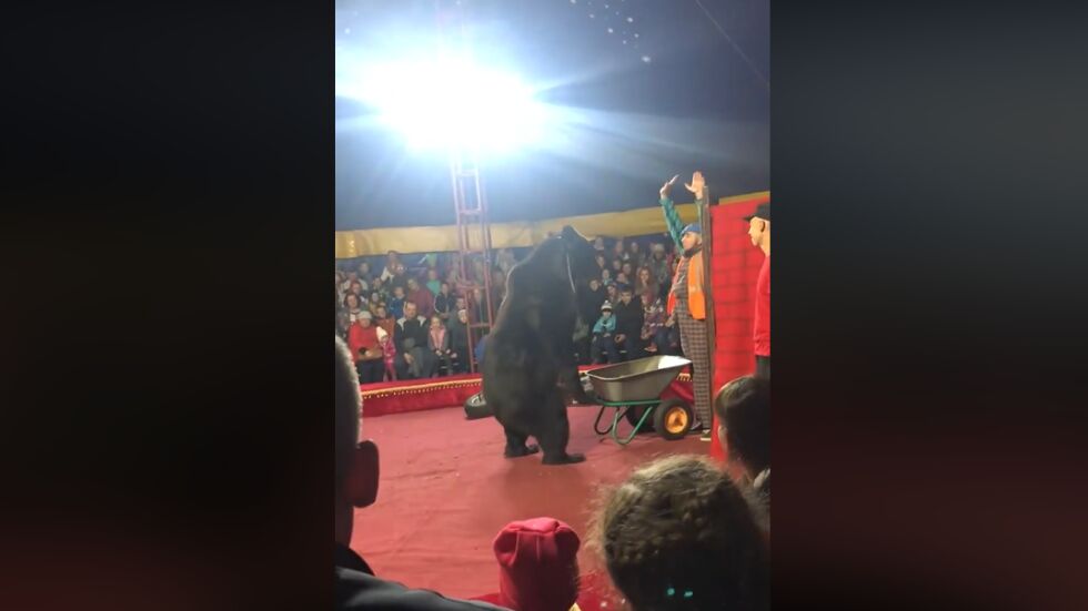 Циркова мечка нападна мъж в Русия (ВИДЕО)