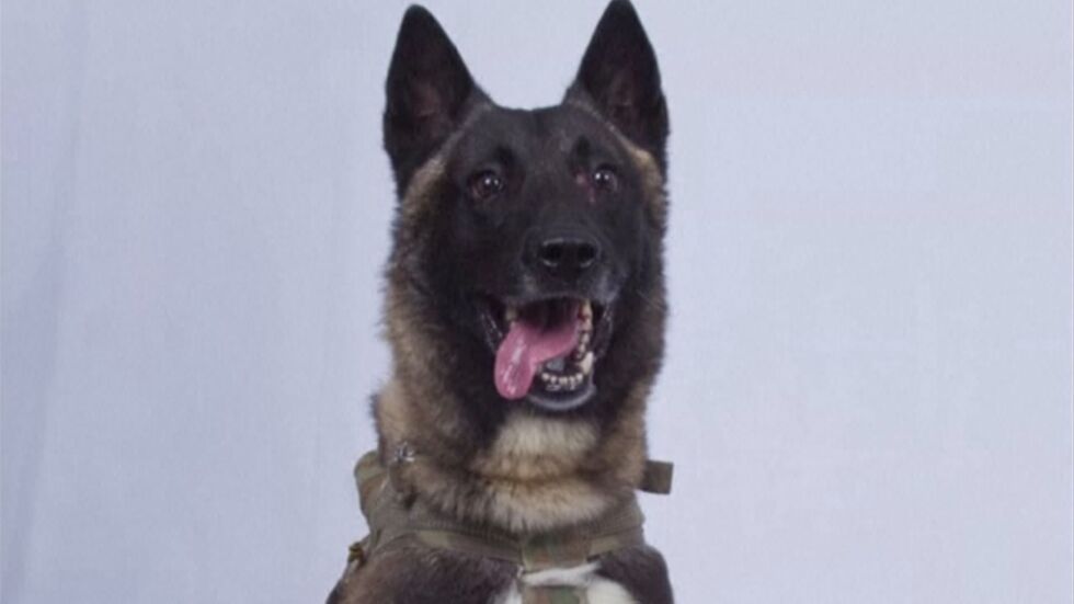 Тръмп публикува снимка на кучето, преследвало Ал Багдади