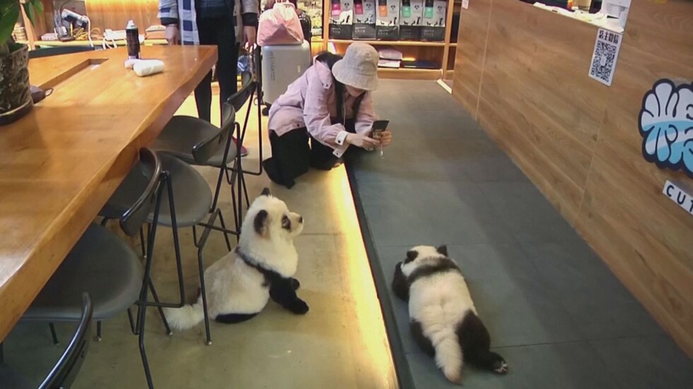 В името на повече клиенти: Китаец боядиса кучетата си в черно и бяло, за да приличат на панди