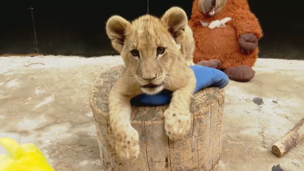 Двете лъвчета Симба и Косара вече похапват и месо във Варненския зоопарк