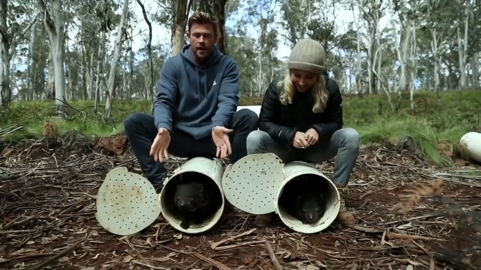  Крис Хемсуърт и жена му помогнаха на 11 тасманийски дяволчета да се върнат в Австралия (ВИДЕО) 